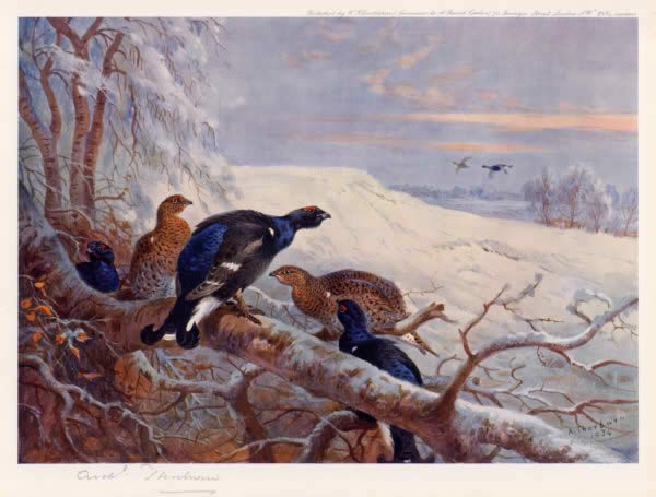 Archibald Thorburn Blackgame in Winter